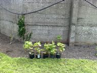 Fruit bushes